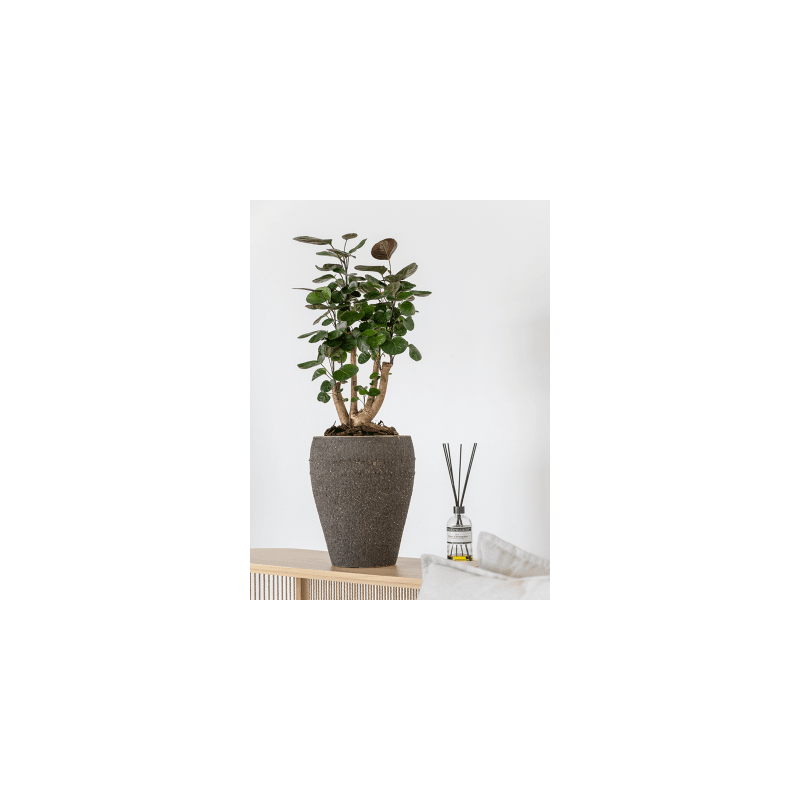 Mediterranean Ares Omber Bruin