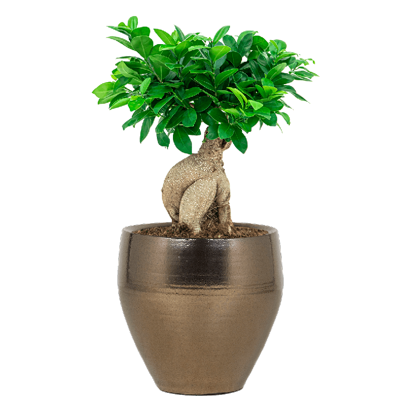 Ficus Bonsai Compacta in Amora Couple goud
