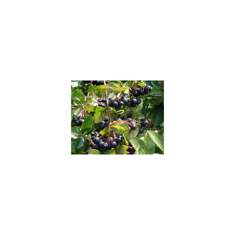 Aronia prunifolia Viking