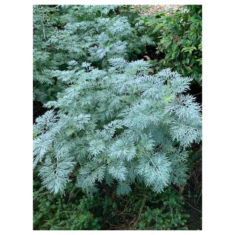 Artemisia Powis Castle
