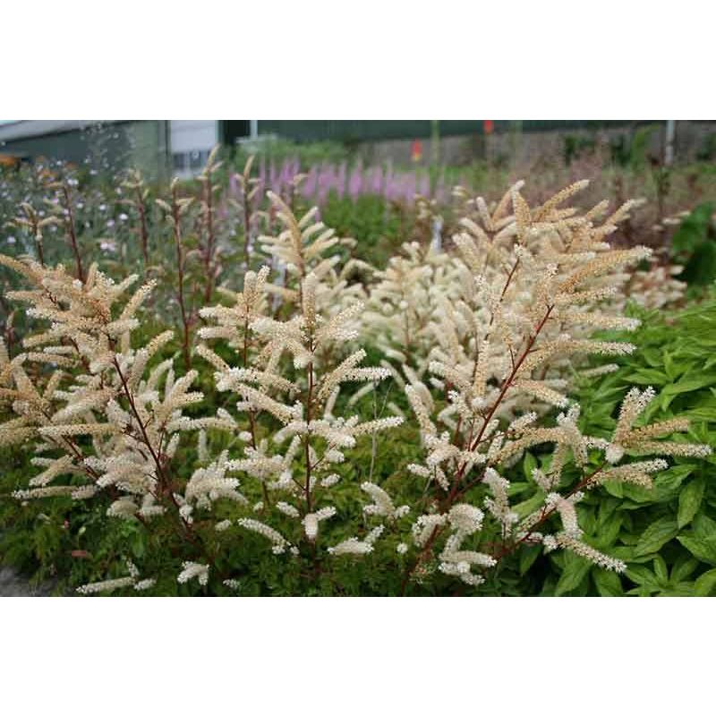 Aruncus aethusifolius