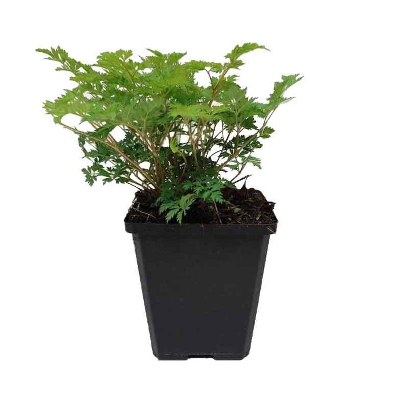 Aruncus aethusifolius