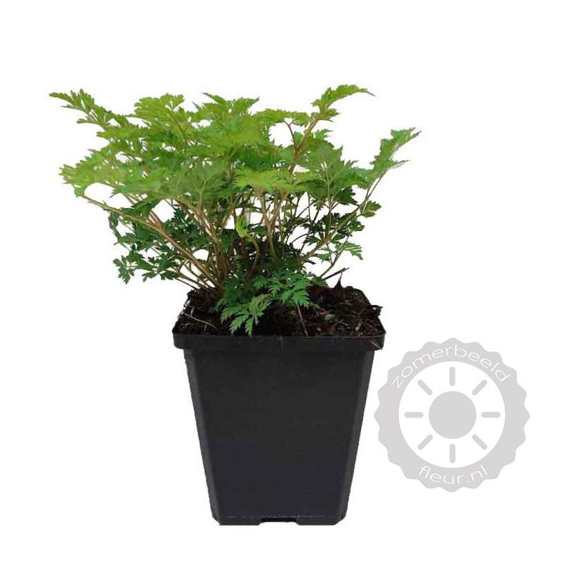 Aruncus aethusifolius