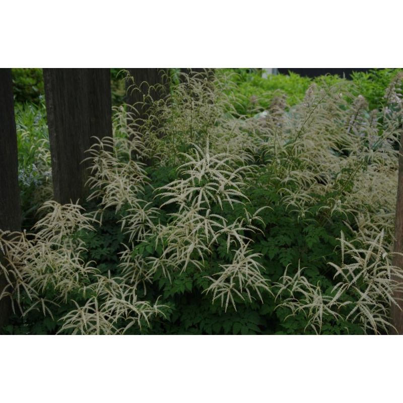 Aruncus Horatio - biologisch