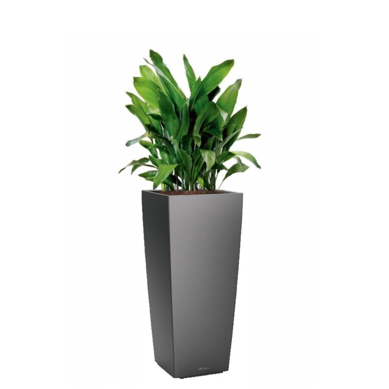 Aspidistra Himalaya in watergevende Cubico Alto antraciet