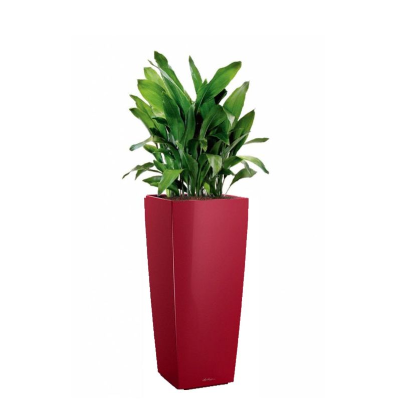 Aspidistra Himalaya in watergevende Cubico Alto rood