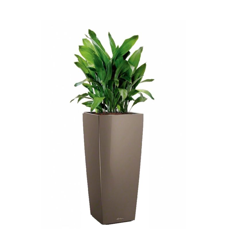 Aspidistra Himalaya in watergevende Cubico Alto taupe