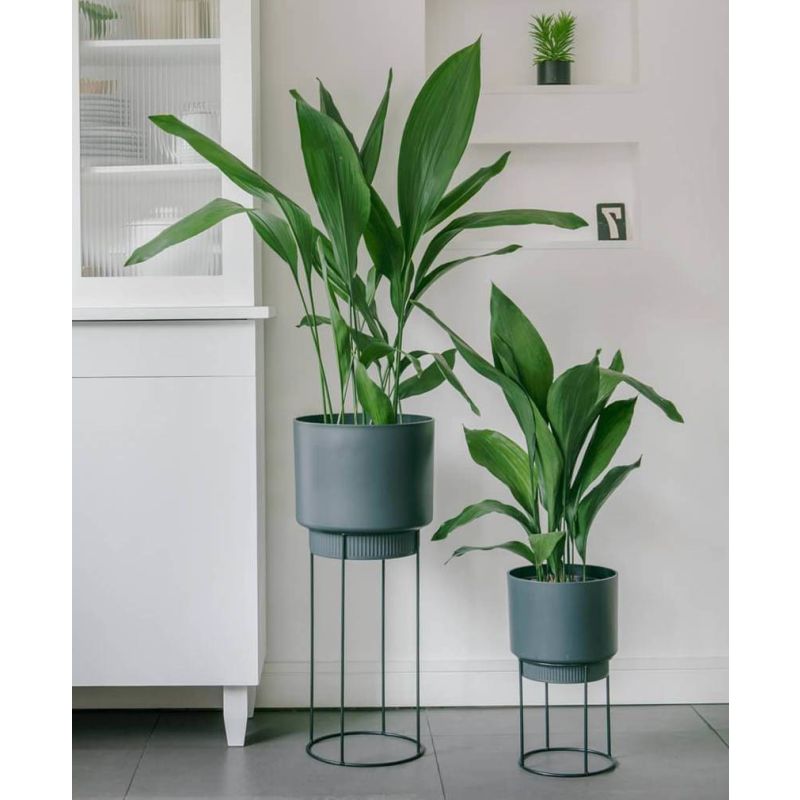 Aspidistra elatior