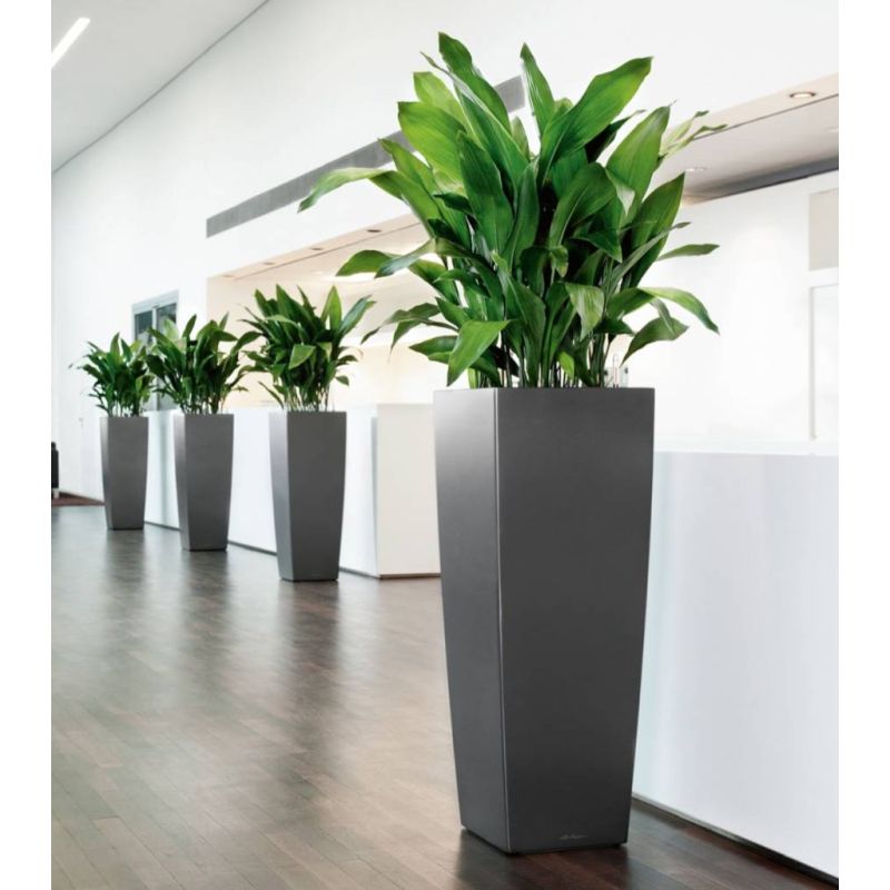 Aspidistra Himalaya in watergevende Cubico Alto zilver