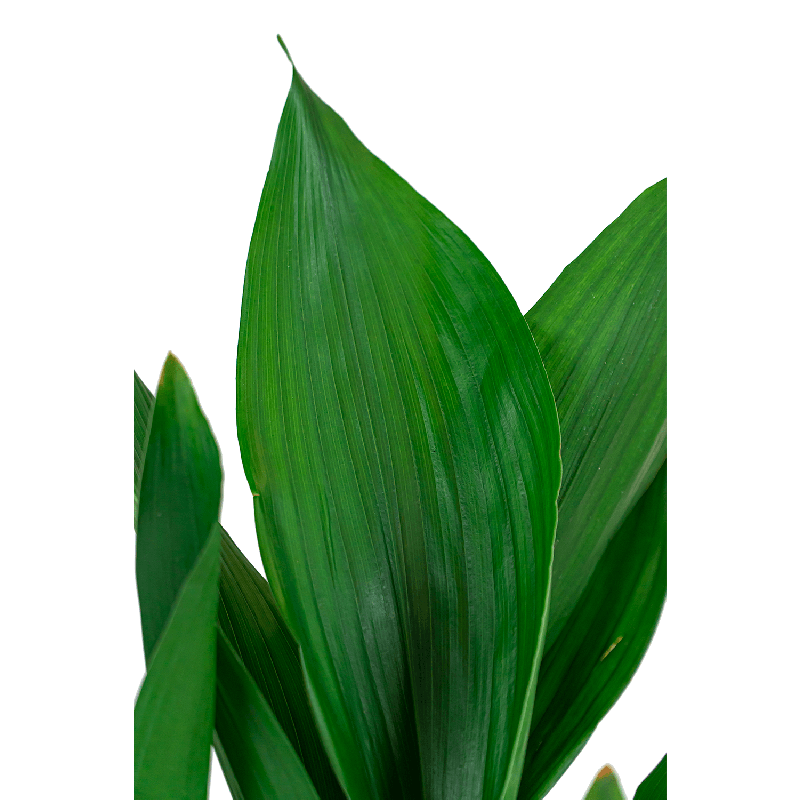 Aspidistra Himalaya in watergevende Cubico Alto zilver