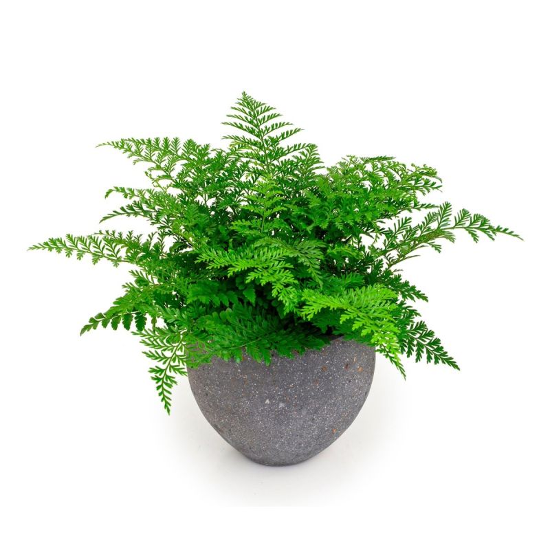 Asplenium Parvati