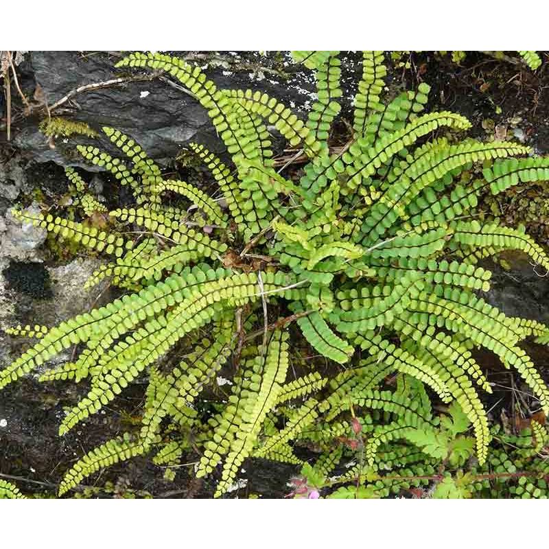 Asplenium Trichomanes 