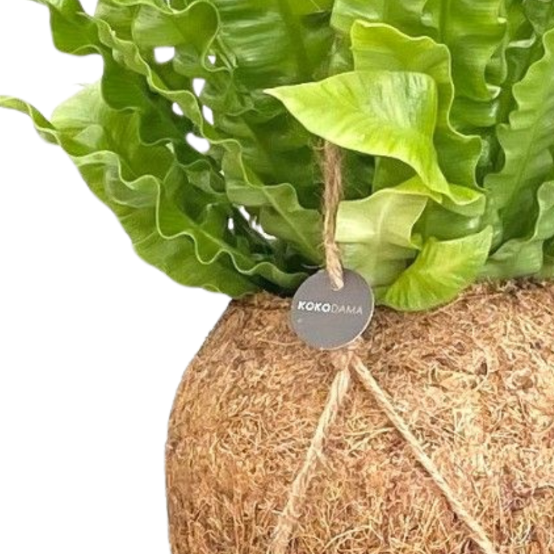 Asplenium in Kokodama