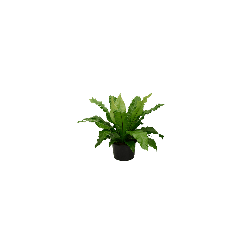 Asplenium nidus