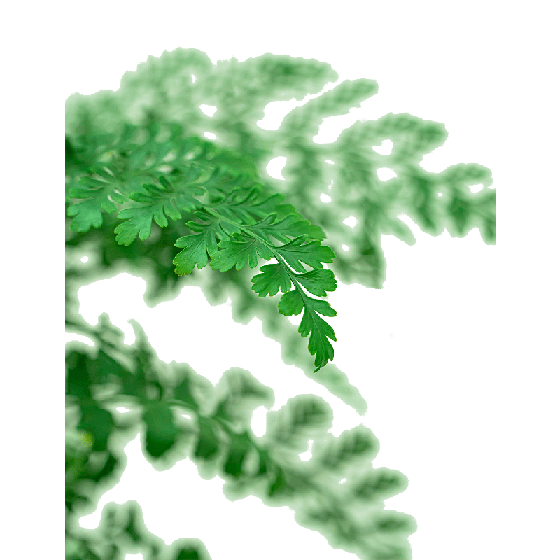 Asplenium Parvati