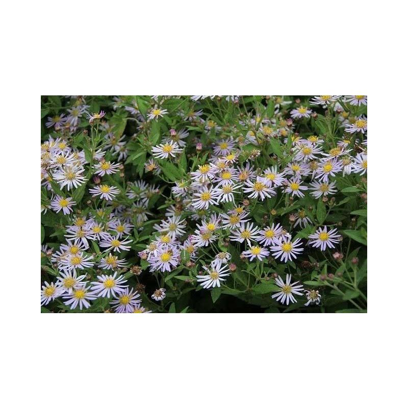 Aster ageratoides Asran