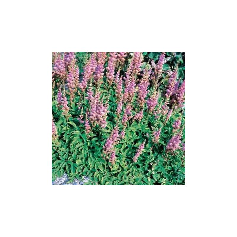 Astilbe Pumila 