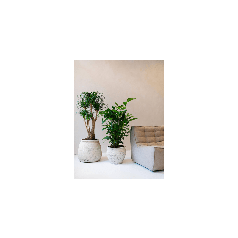 Mediterranean Athena Krijt Wit