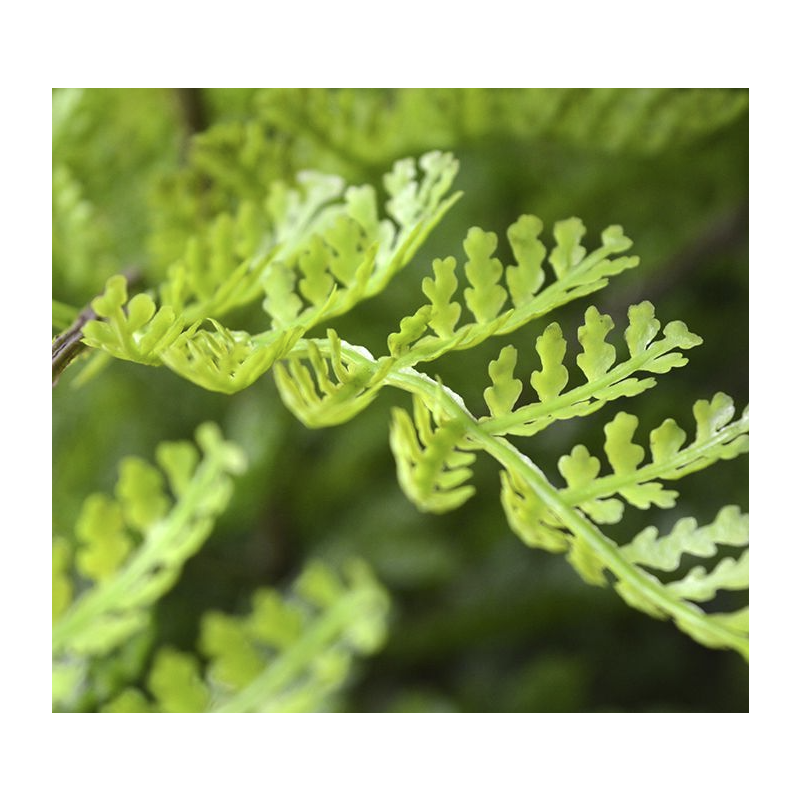 Varen Athyrium - kunstplant