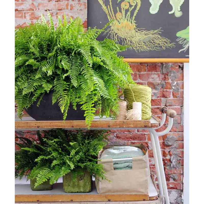 Athyrium filix-femina 