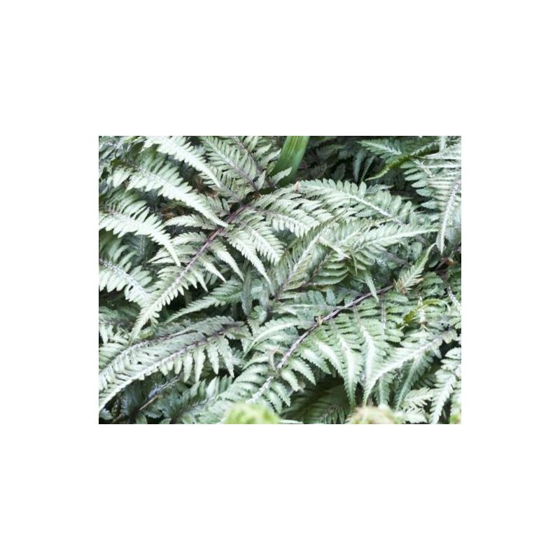 Athyrium niponicum 'Metallicum' Japanse Regenboogvaren