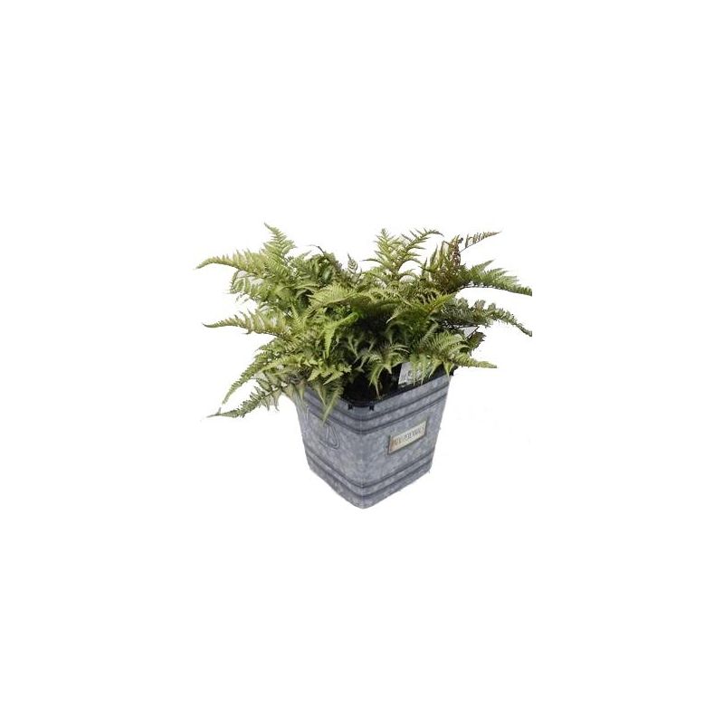 Athyrium niponicum 'Metallicum' Japanse Regenboogvaren