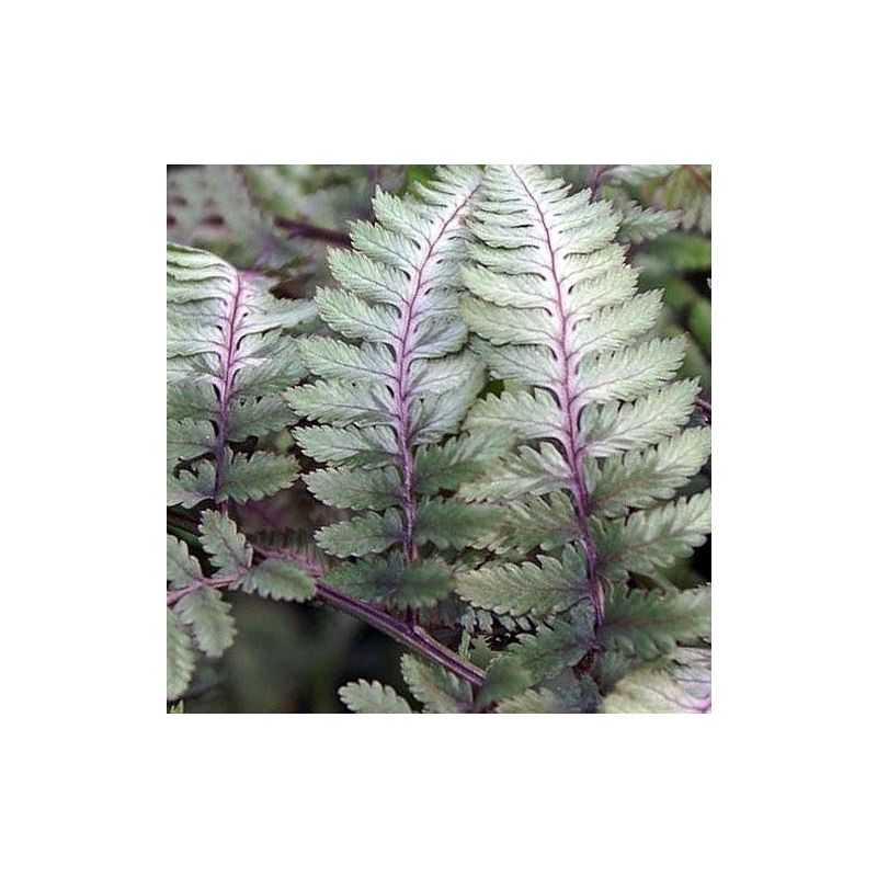 Athyrium niponicum Pictum