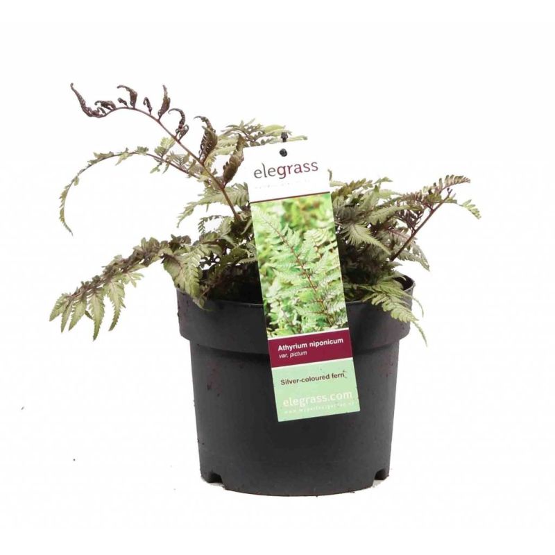 Athyrium niponicum Pictum