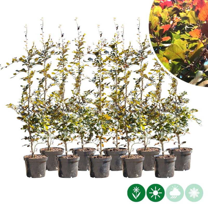 Fagus Atropunicea - haag dubbele rij