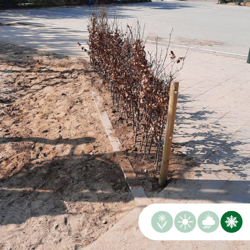 Fagus Atropunicea - haag dubbele rij