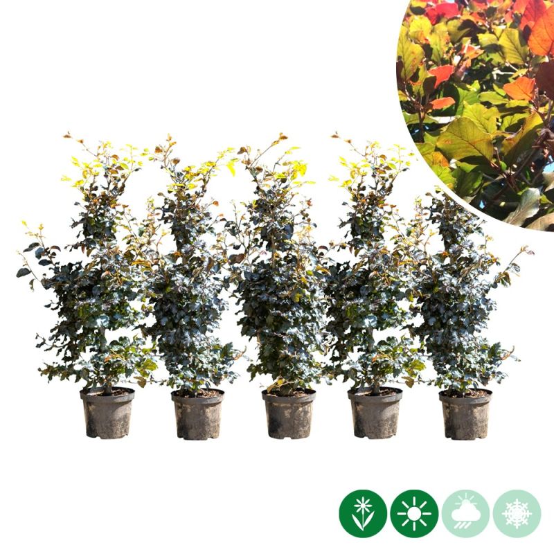 Fagus Atropunicea - haag enkele rij