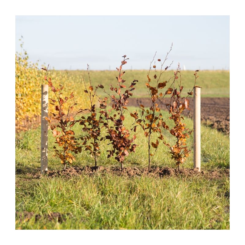 Fagus Atropunicea - haag enkele rij