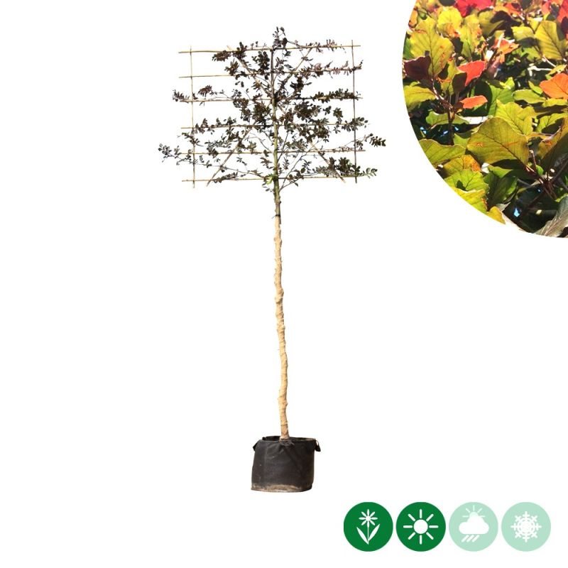Fagus Atropunicea - leiboom