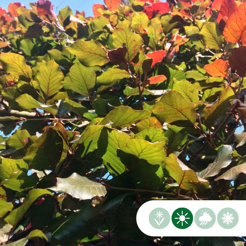 Fagus Atropunicea - haag dubbele rij