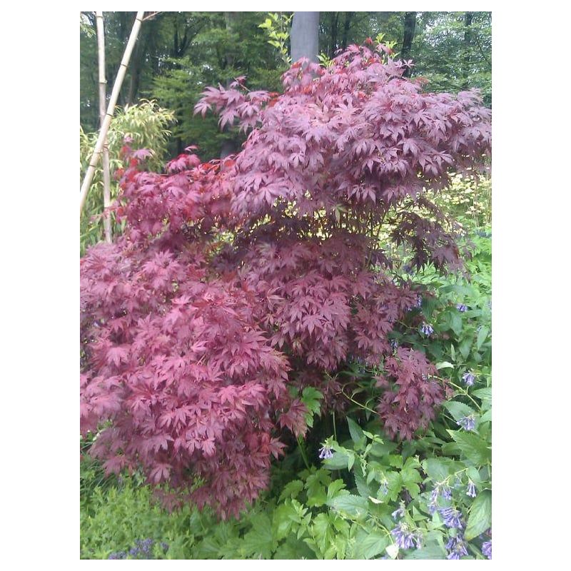 Acer Atropurpureum