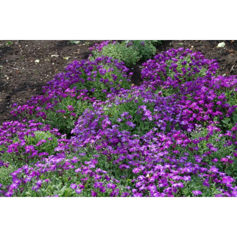 Aubrieta Cascade Purple