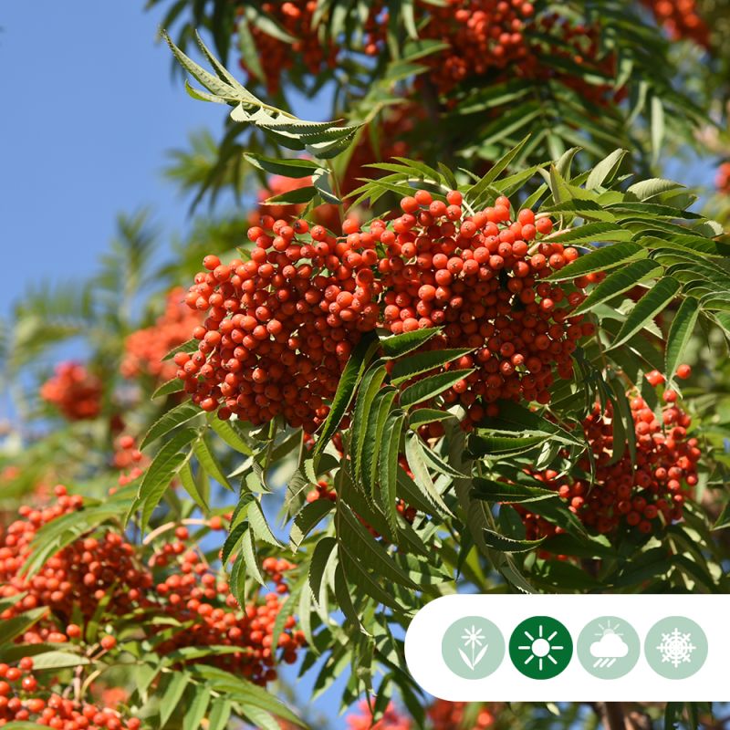 Sorbus aucuparia - meerstammig