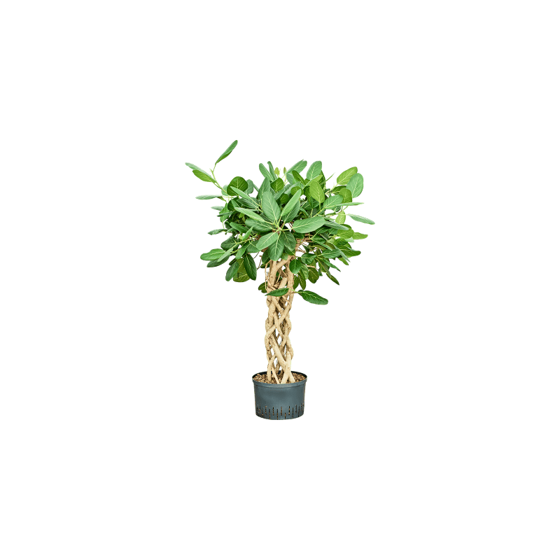 Ficus Audrey gevlochten koker