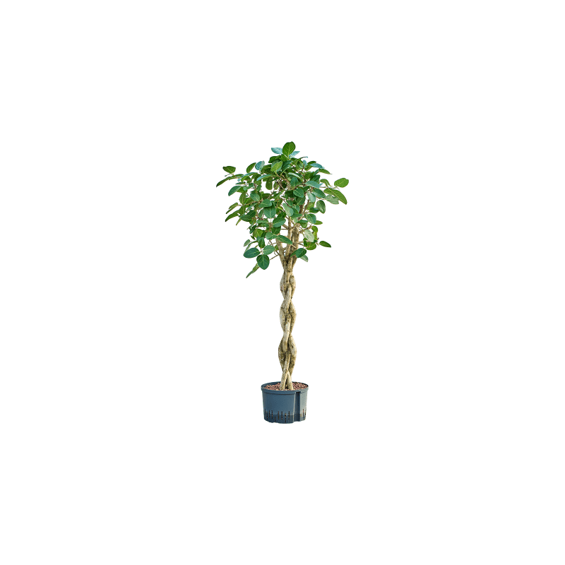 Ficus Audrey gevlochten stam