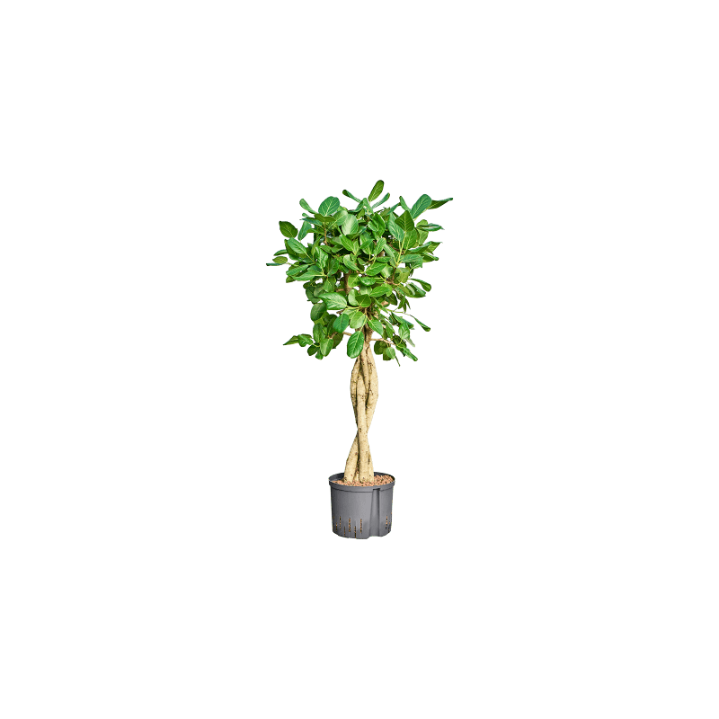 Ficus Audrey gevlochten stam
