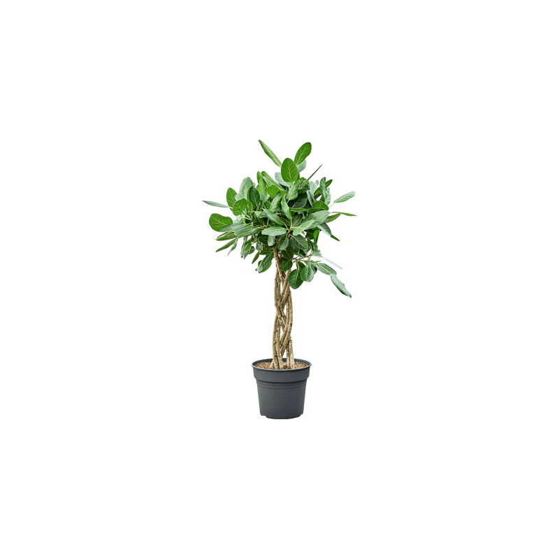 Ficus Audrey gevlochten stam plat