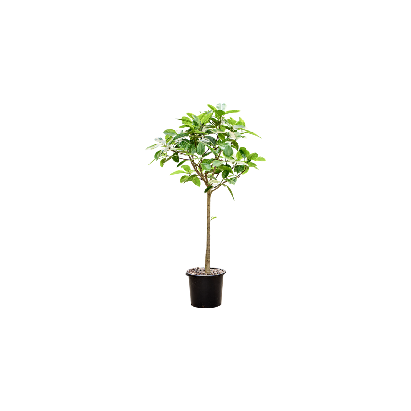 Ficus Benghalensis Audrey op stam