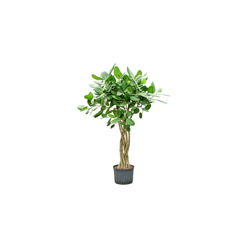 Ficus Audrey stam plat
