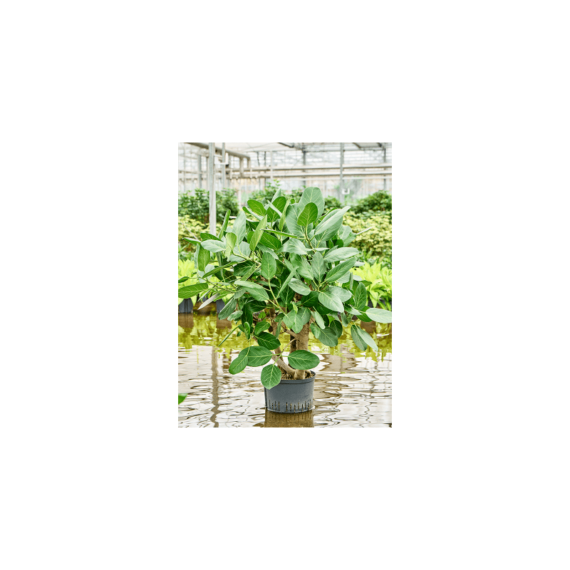 Ficus Audrey vertakt
