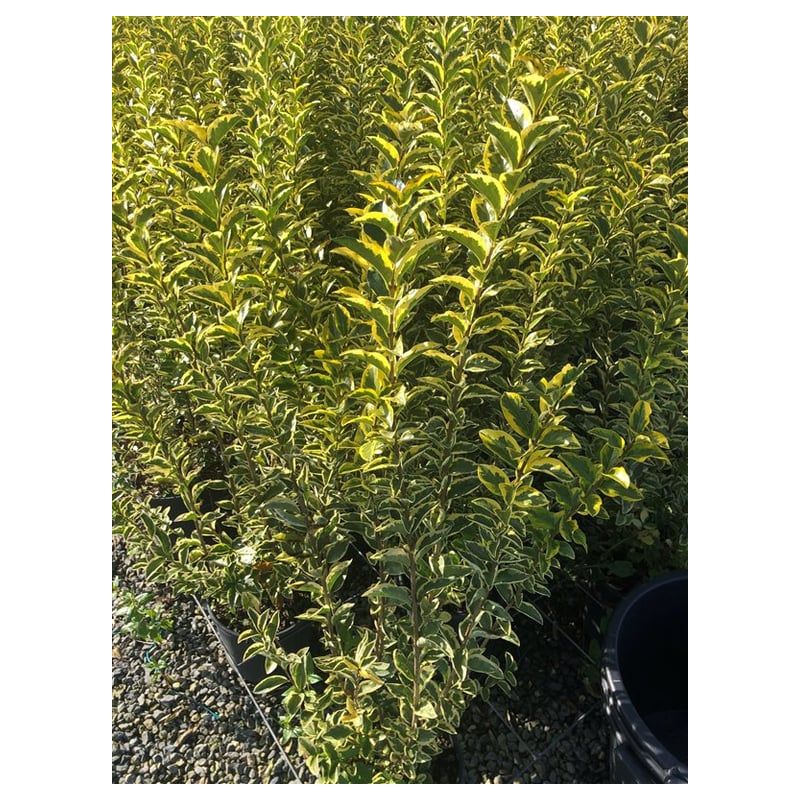 Ligustrum Aureum - haag