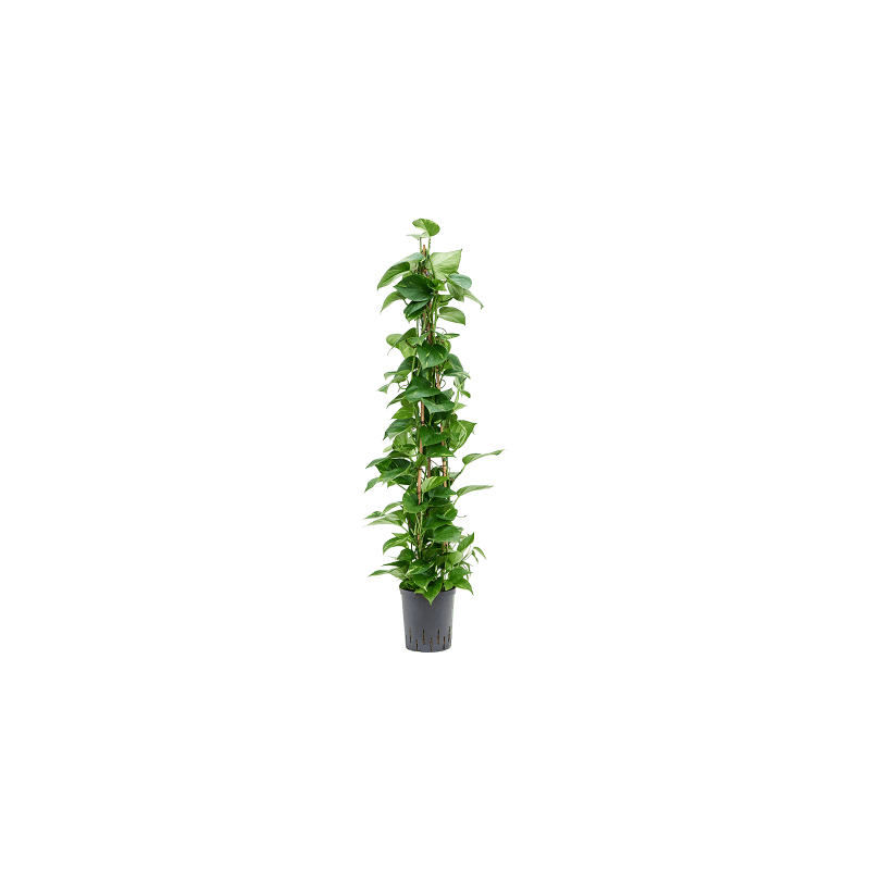 Scindapsus Aureum piramide