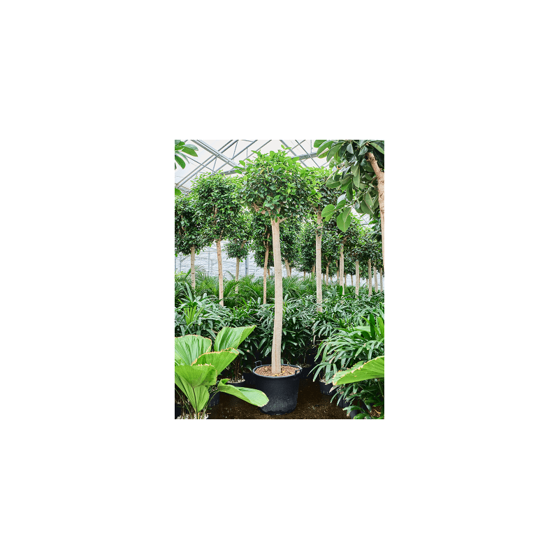 Ficus Australis op stam