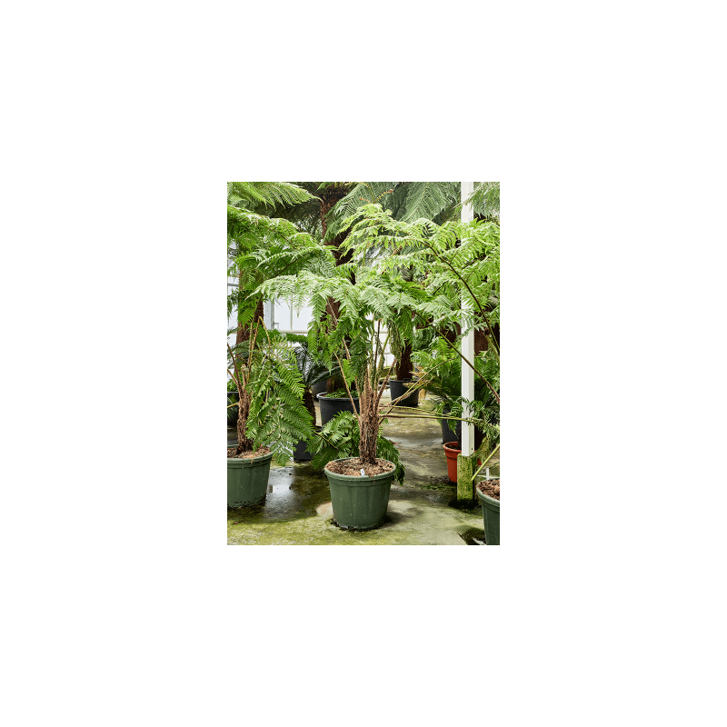 Cyathea cooperi