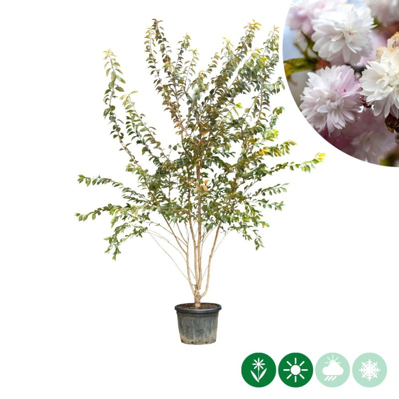 Prunus Autumnalis Rosea - meerstammig