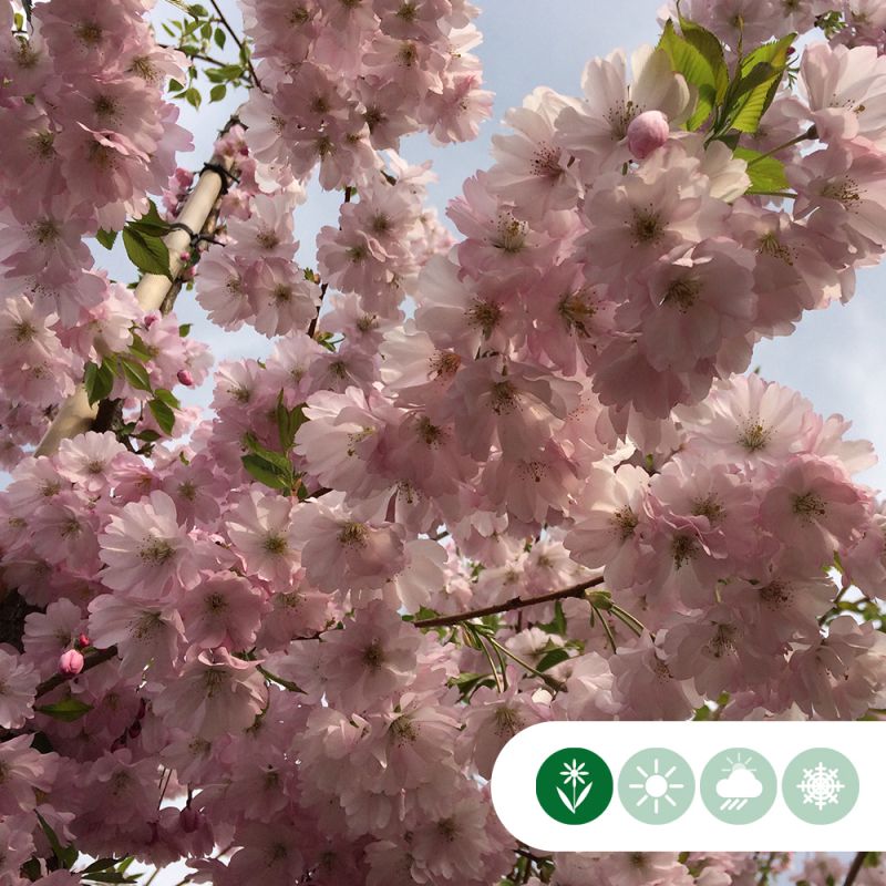 Prunus Autumnalis Rosea - meerstammig